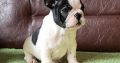 French Bulldog puppies