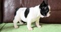 French Bulldog puppies