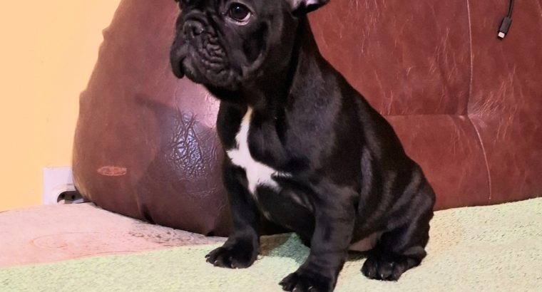 French Bulldog puppies