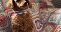 Toy Poodle puppies for sale