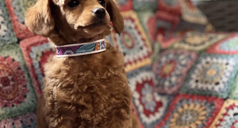 Toy Poodle puppies for sale