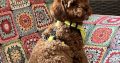 Toy Poodle puppies for sale