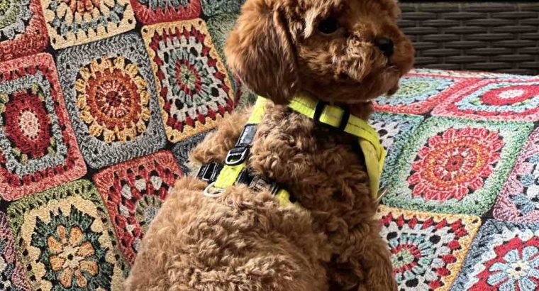 Toy Poodle puppies for sale