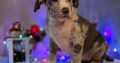 American Bully puppies