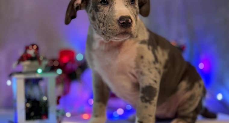 American Bully puppies