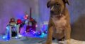 American Bully puppies
