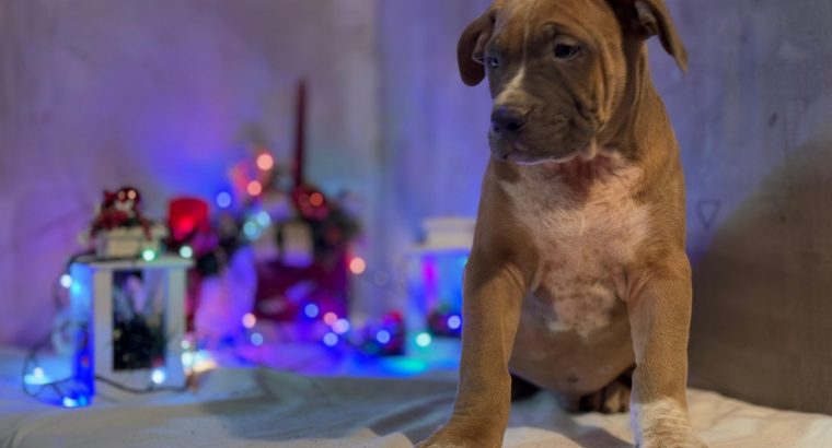 American Bully puppies