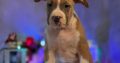 American Bully puppies