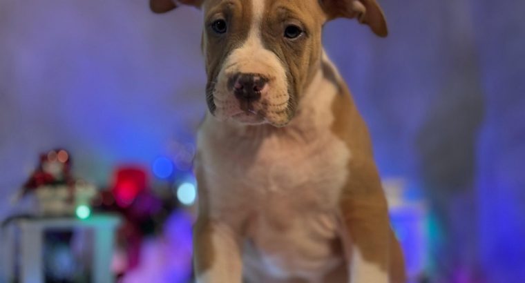 American Bully puppies