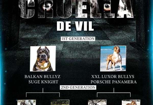 American Bully puppies