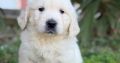Golden Retriever Puppies For Sale