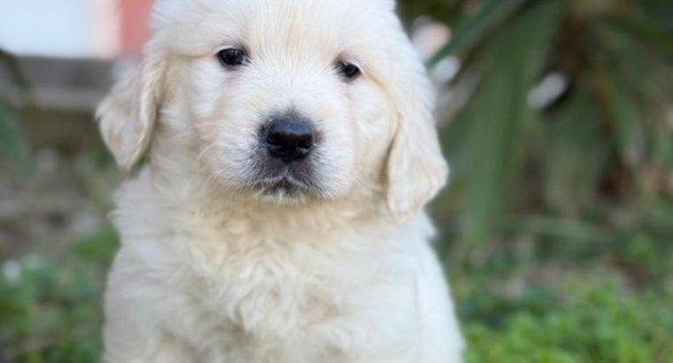 Golden Retriever Puppies For Sale