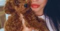 Red Toy Poodle puppies for sale