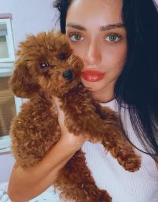 Red Toy Poodle puppies for sale