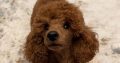 Red Toy Poodle puppies for sale