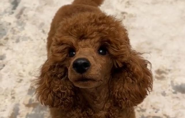 Red Toy Poodle puppies for sale