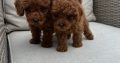 Red Toy Poodle puppies for sale