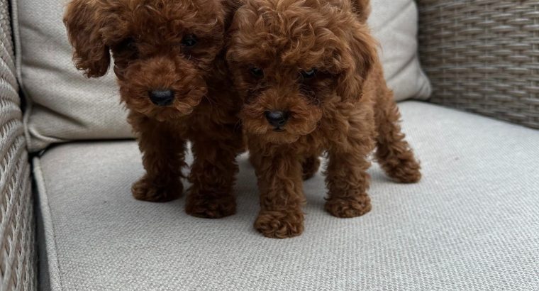 Red Toy Poodle puppies for sale