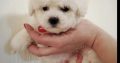 Bichon Frise puppies for sale