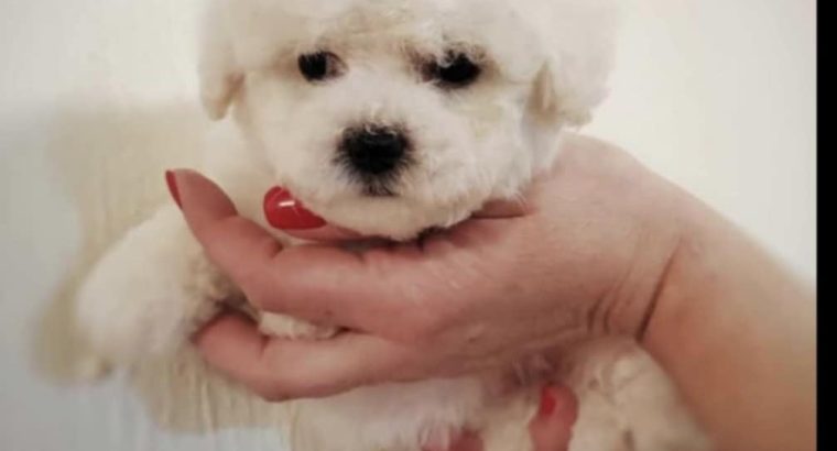 Bichon Frise puppies for sale