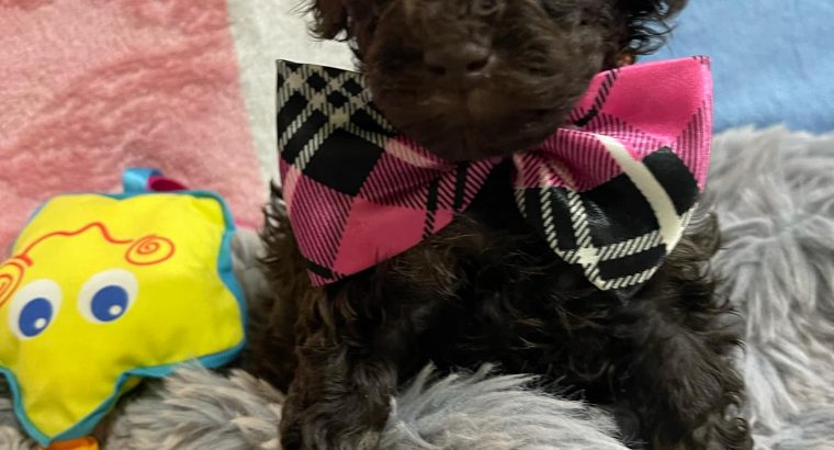 Toy Poodle puppies for sale