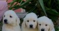 Golden Retriever Puppies For Sale