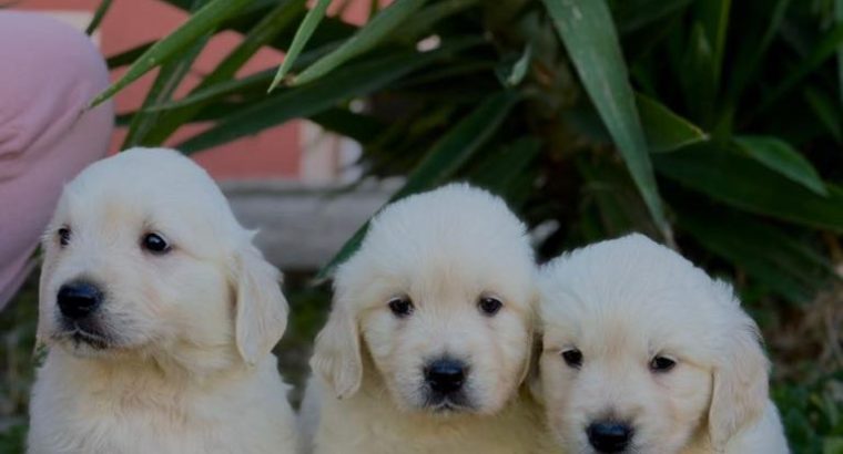 Golden Retriever Puppies For Sale