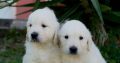 Golden Retriever Puppies For Sale