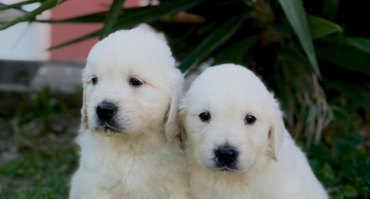 Golden Retriever Puppies For Sale