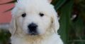Golden Retriever Puppies For Sale
