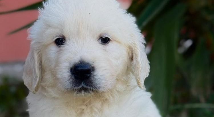 Golden Retriever Puppies For Sale