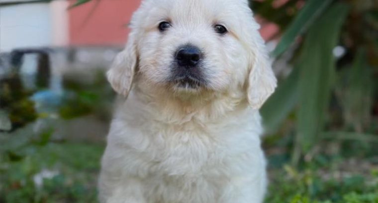 Golden Retriever Puppies For Sale