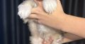 Chinese Crested Dog Puppies