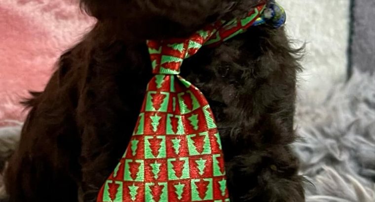 Toy Poodle puppies for sale