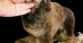 Toy Poodle puppies for sale