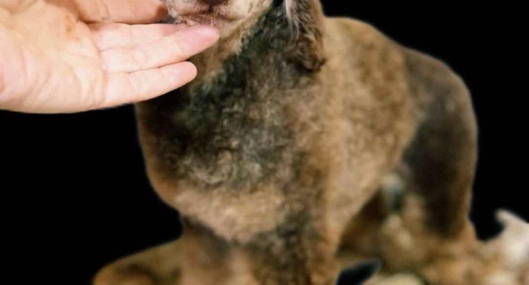 Toy Poodle puppies for sale