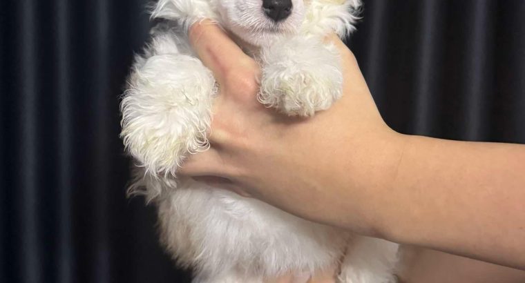 Chinese Crested Dog Puppies
