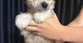 Chinese Crested Dog Puppies