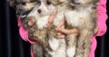 Chinese Crested Dog Puppies