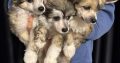 Chinese Crested Dog Puppies