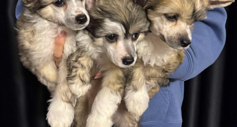Chinese Crested Dog Puppies