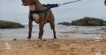 Pitbull puppies for sale