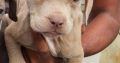 Pitbull puppies for sale