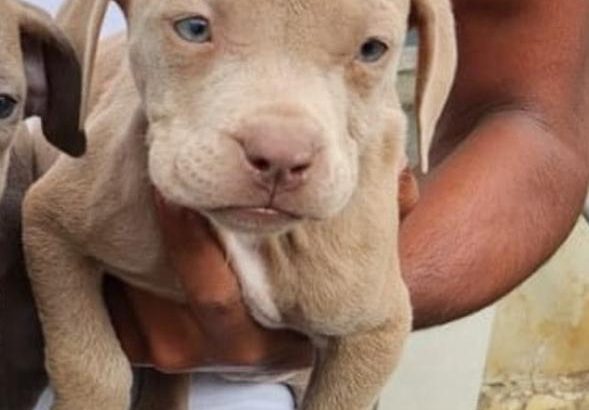 Pitbull puppies for sale