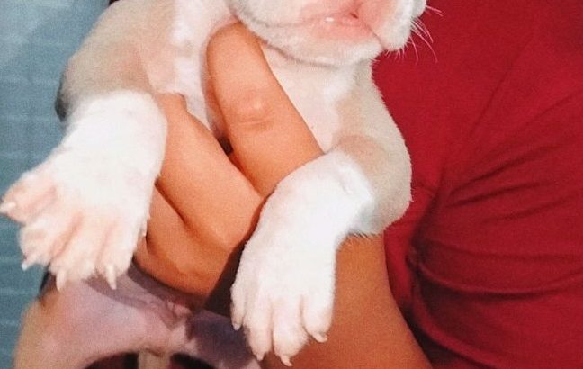 Pitbull puppies for sale