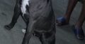Pitbull puppies for sale