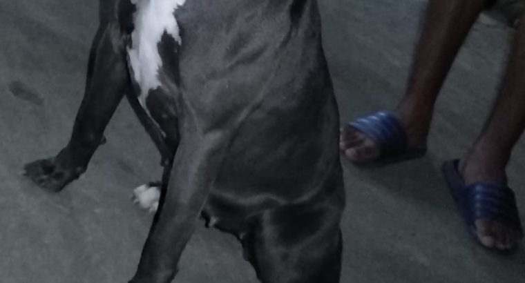Pitbull puppies for sale