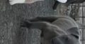Pitbull puppies for sale