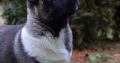 American Akita puppies