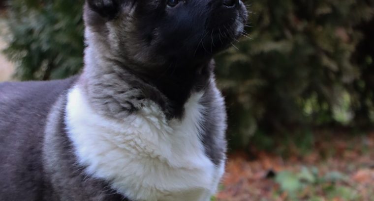 American Akita puppies